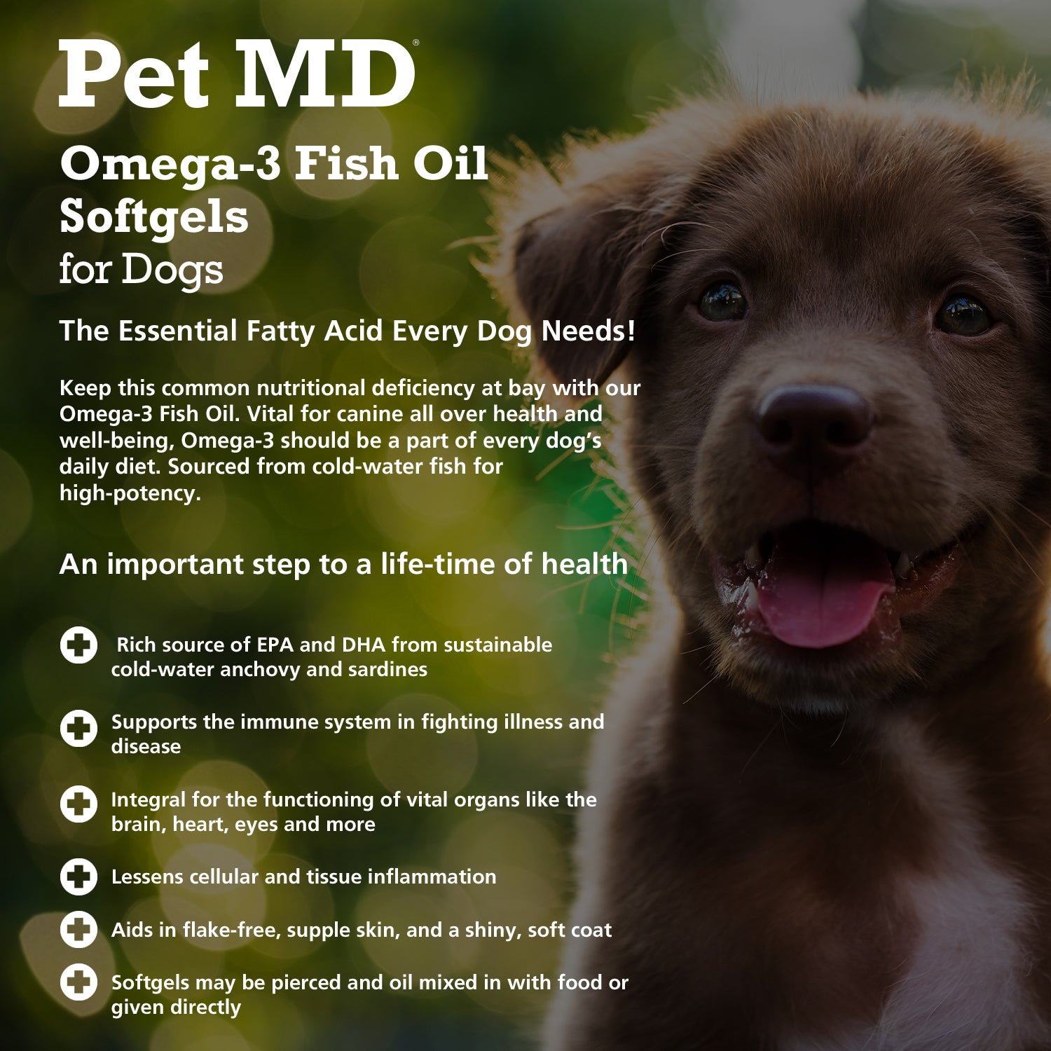 Benefits of Omega-3 for Dogs: Essential for Health and Happiness