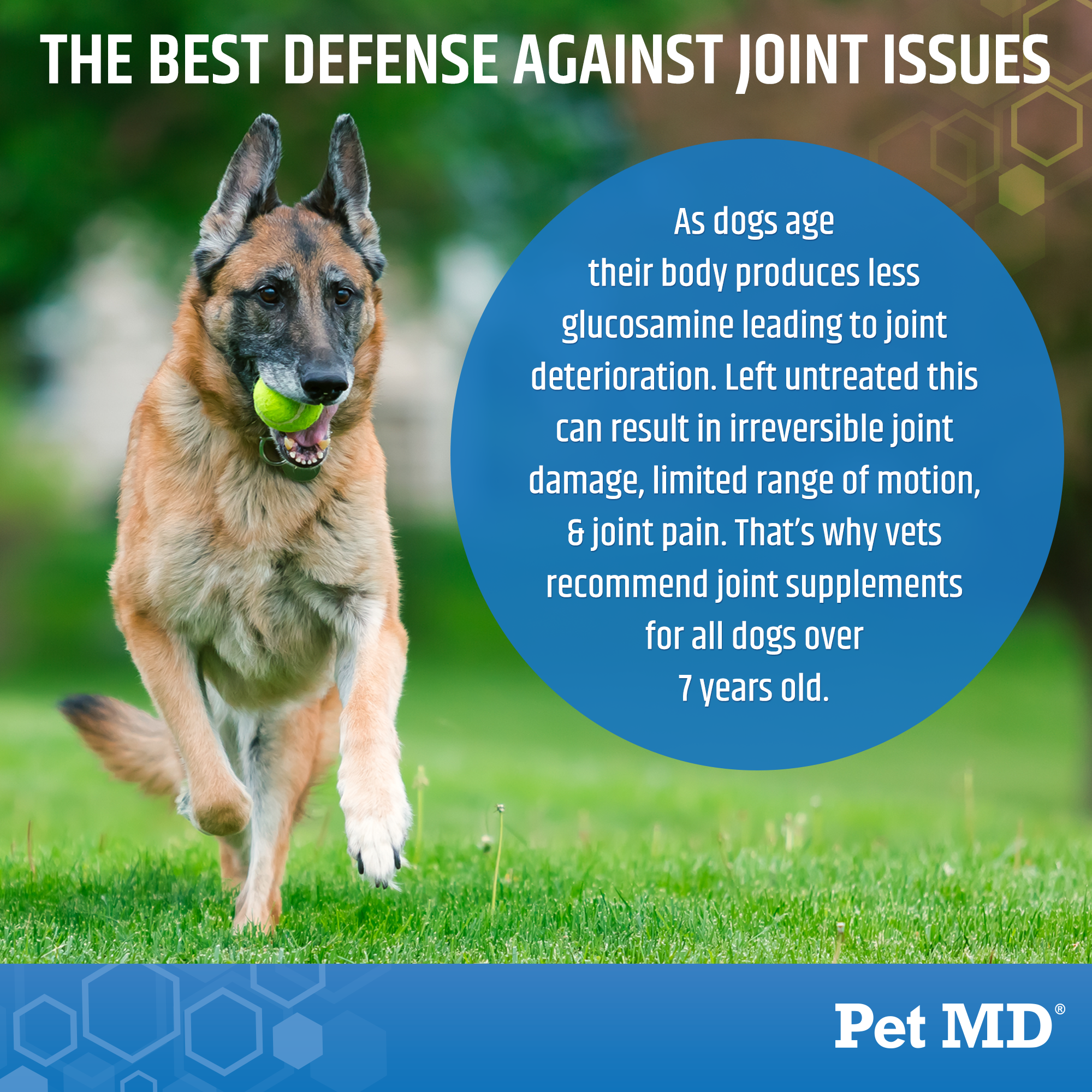 Advanced Hip and Joint Supplement for Dogs With Glucosamine