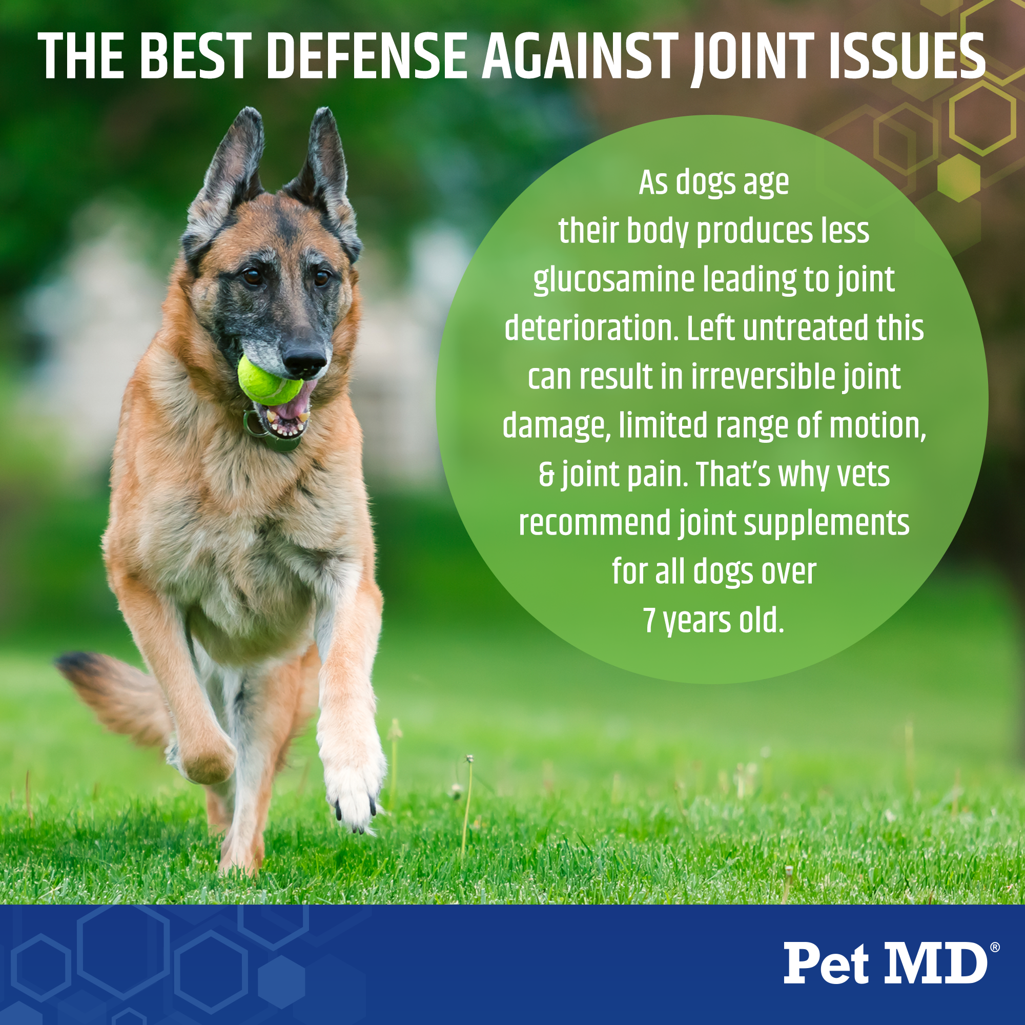Best supplement for hot sale joint pain in dogs