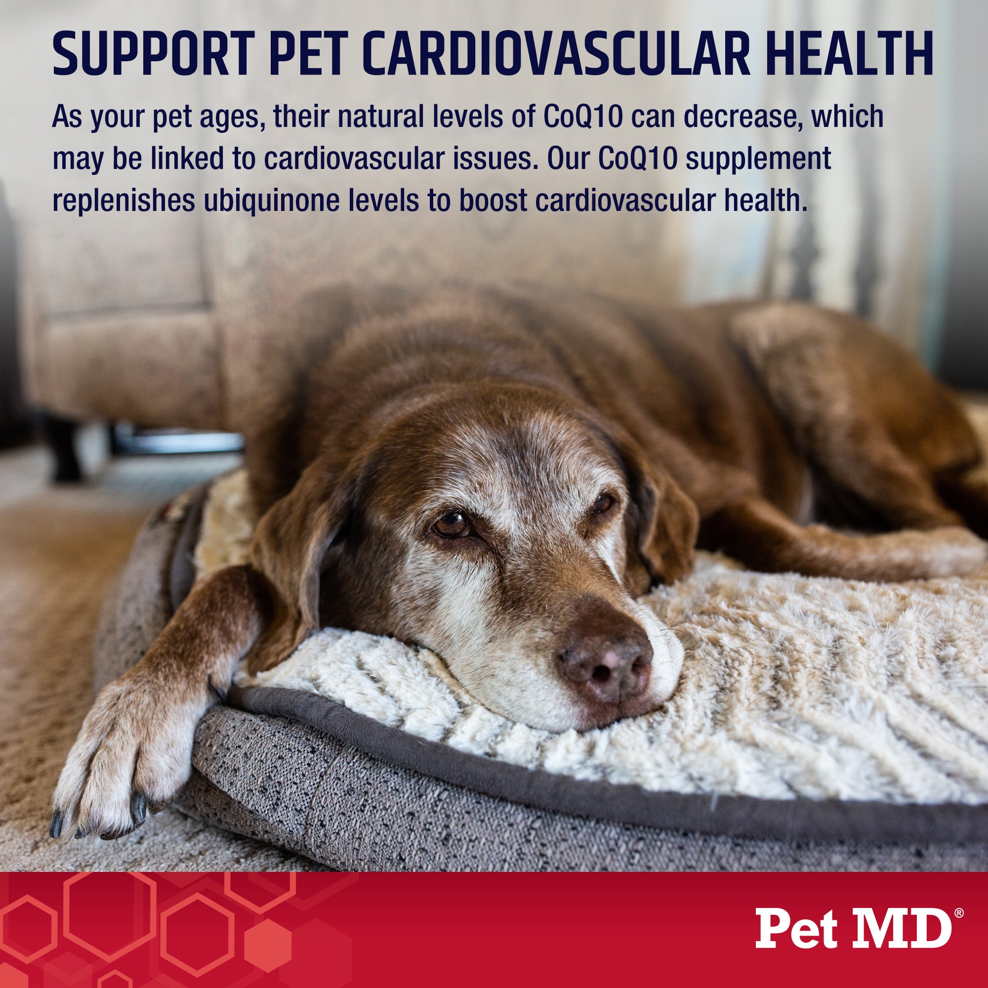 CoQ10 30mg Heart Supplement for Dogs Cats 30 Softgels Pet MD