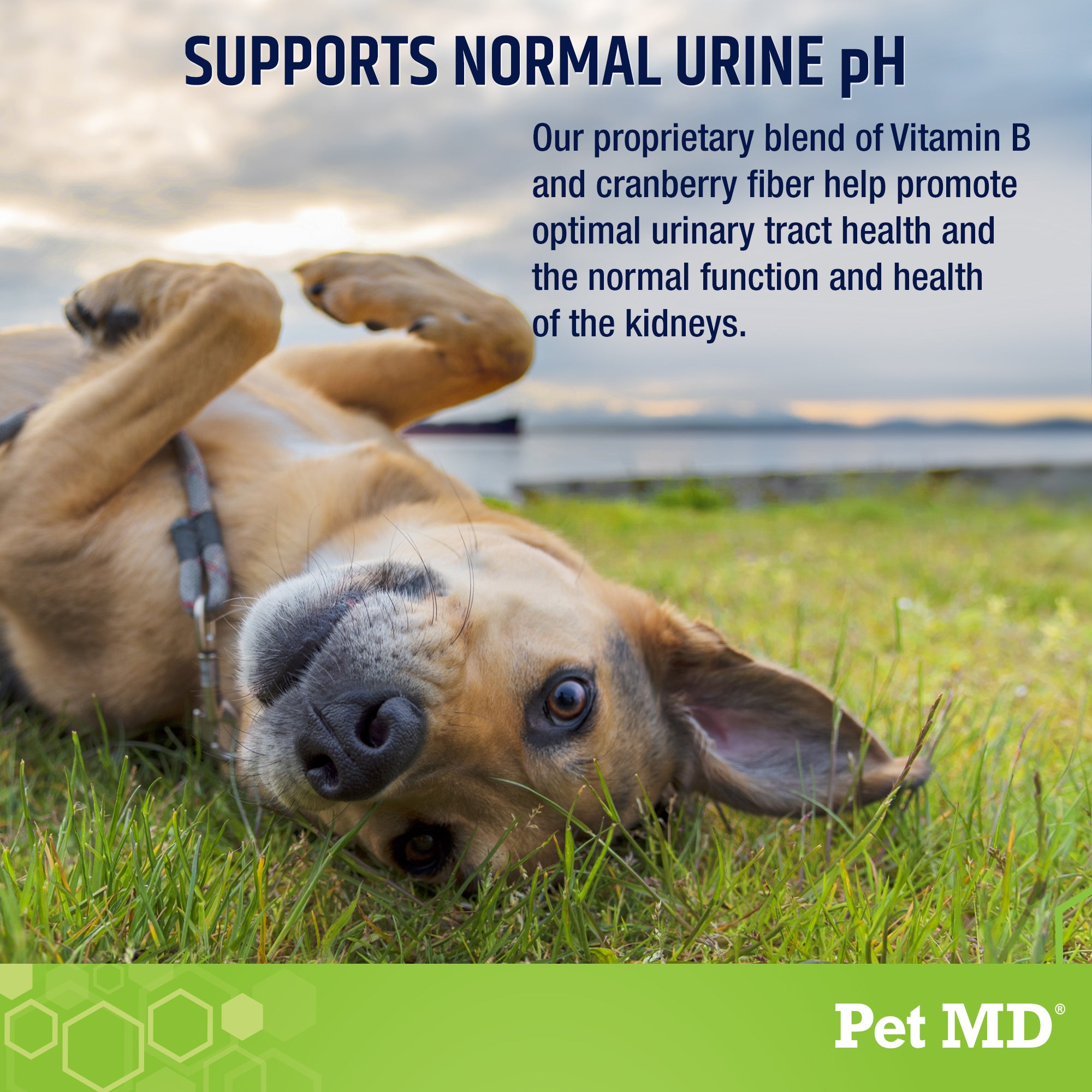 Dog urine ph clearance neutralizer